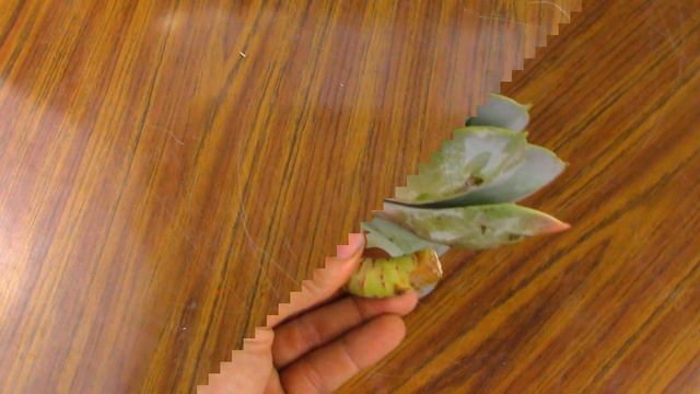 Cómo cuidar una echeveria Perla de Nuremberg смотреть онлайн