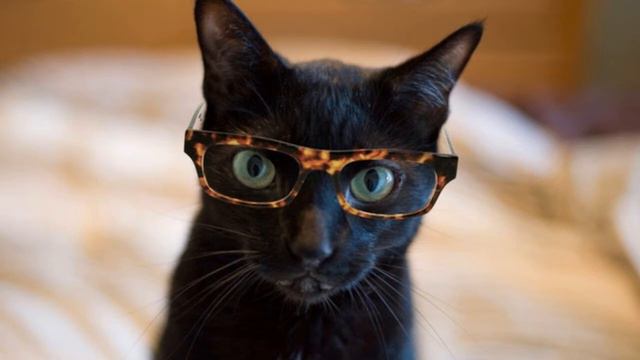 Кошки носят очки слайд шоу сегодня 2015! смотреть онлайн