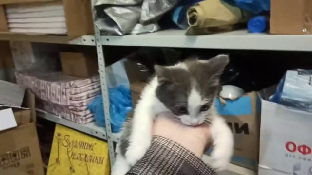 Кошечка Стрелка просится на ручки смотреть онлайн