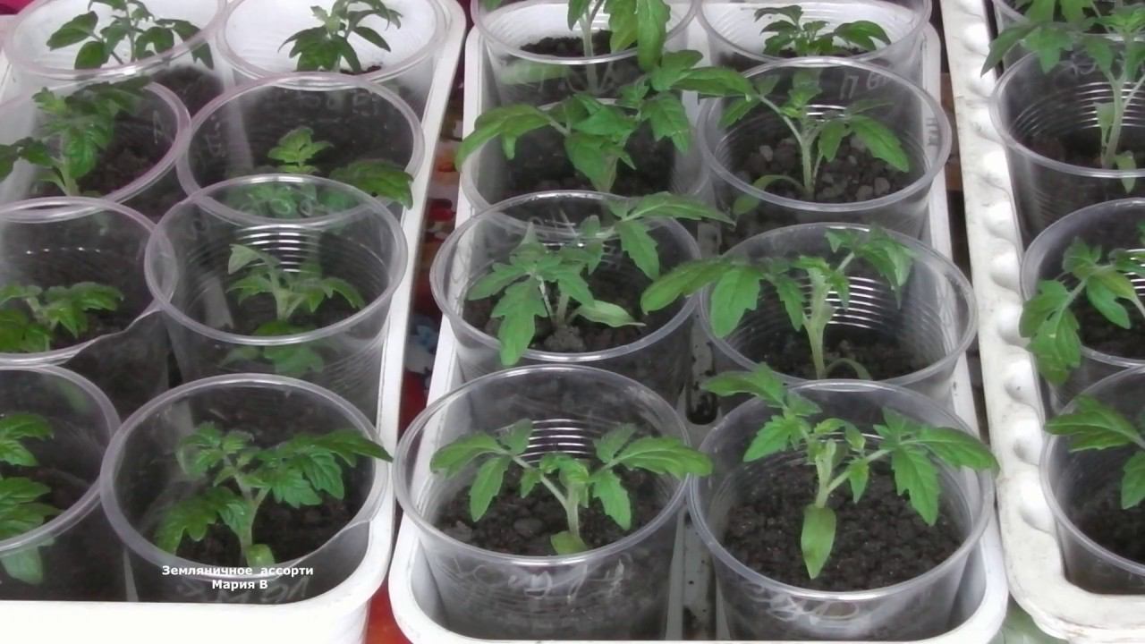 УХОД ЗА РАССАДОЙ ТОМАТОВ ПОСЛЕ ПИКИРОВКИ . смотреть онлайн