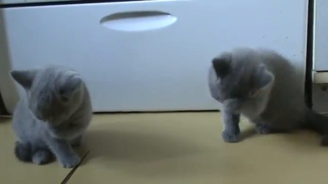 Британские котята умываются. смотреть онлайн