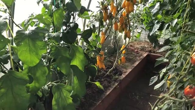 УБОРКА УРОЖАЯ ЯЩИКАМИ.Обзор участка в августе.Подмосковье смотреть онлайн