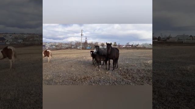 Кобылка порвала ногу. The filly tore his leg. смотреть онлайн