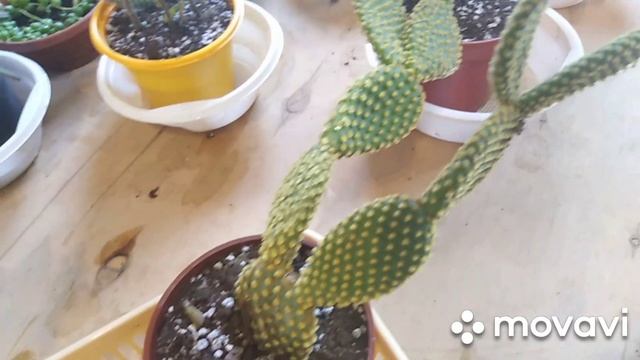Комнатные цветы . Как суккуленты провели лето !! смотреть онлайн