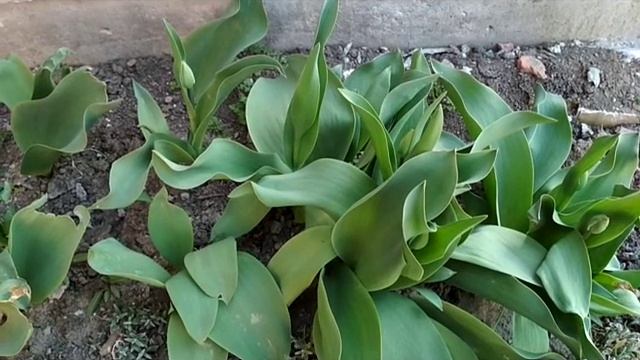 высаживаю клематис из интернет-магазина смотреть онлайн