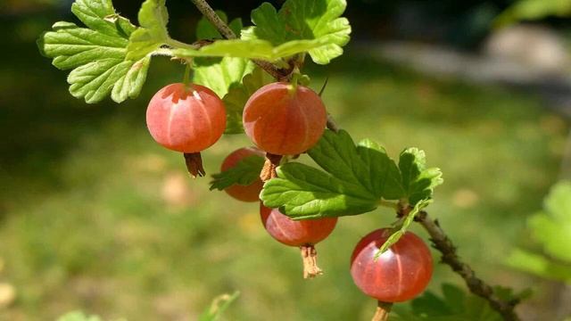 Когда и как правильно обрезать крыжовник осенью смотреть онлайн