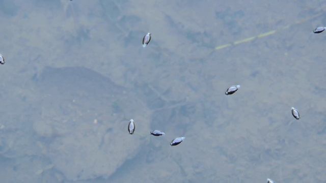 Жуки-вертячки Gyrinus / Whirligig beetles смотреть онлайн