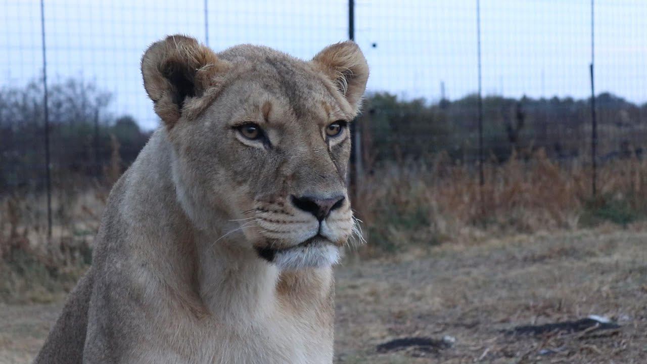 Встречайте -  львичка Джой!