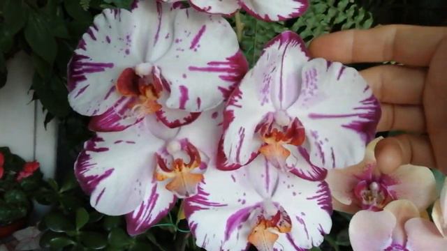 Мои орхидейки продолжают чудить😜в летнем цветении🌼🌿(21.08.22) смотреть онлайн