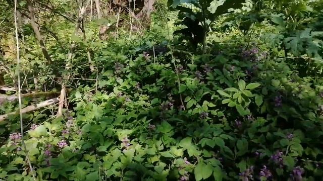 Яснотка пурпурная смотреть онлайн