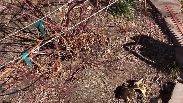 Backyard Boysenberry - Dormant In Winter - January 28, 2023