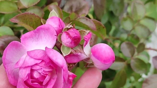 16 сортов РОЗ цветущие до поздней осени. смотреть онлайн