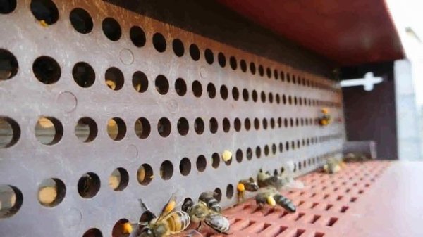 Сбор пыльцы в пыльцесборник.