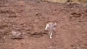 Заяц убегает от собаки