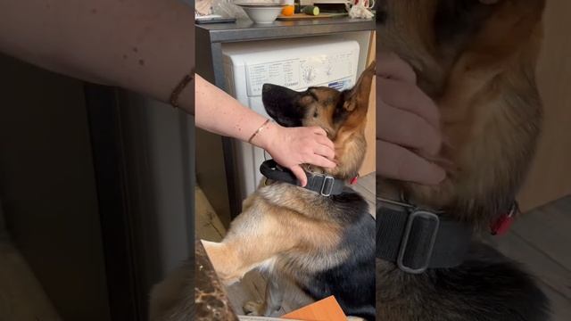 Что ещё для счастья надо?❤️ #jordan #ласка #релакс #собаки смотреть онлайн