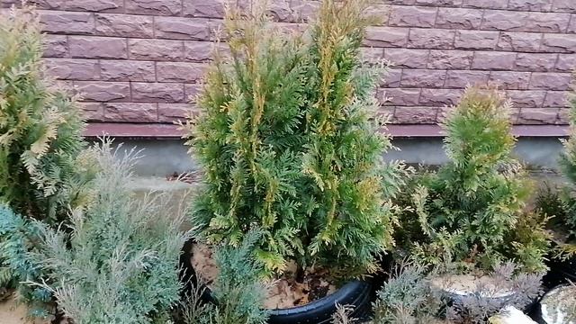 Резервуары с песком из автомобильной резины для укоренения хвойных.