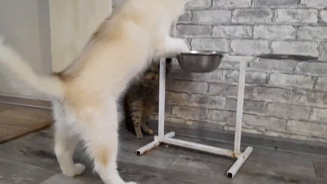 Щенок ЛАКИ и КОШКА АЛИСА || ЖИЗНЬ КОШКИ С СОБАКОЙ смотреть онлайн