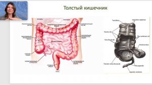 Особенности функционирования толстого кишечника