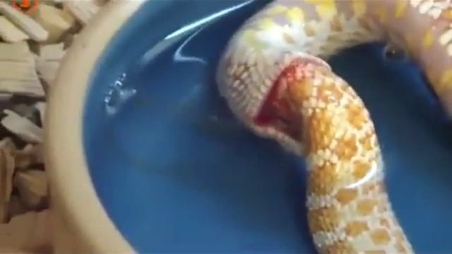 Змея ест саму себя смотреть онлайн