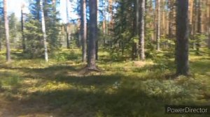 В лес по Своим Грибным местам