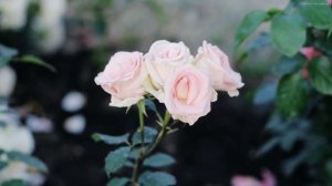 Эту музыку можно слушать вечно?Божественная музыка трогает душу?Прекрасная музыка Сергея Грищука #4