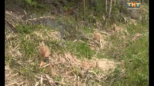 Дорогу "Умба- Кандалакша" начали ремонтировать смотреть онлайн