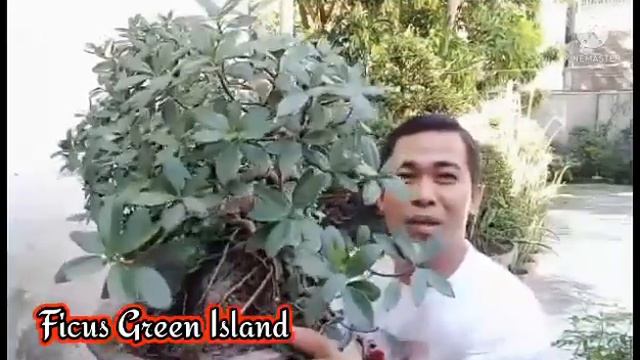 Ficus Green Island or Ficus Nana смотреть онлайн