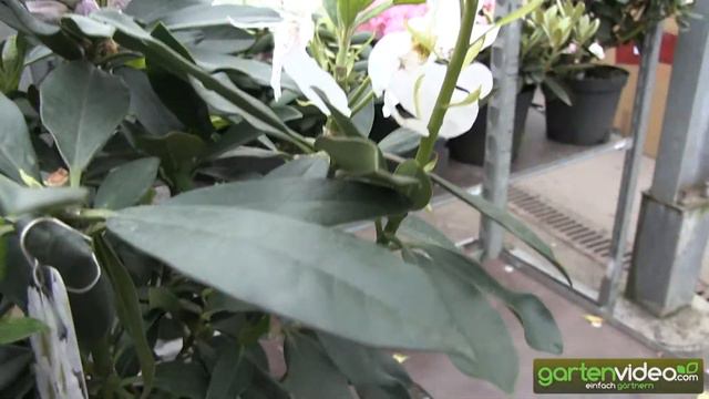 Rhododendron Hybride Madame Masson смотреть онлайн