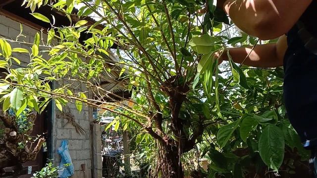 Super wild bonsai garden/trimming my ficus bonsai/pagtangal ng mga dahon at sanga/bonsai Philippine смотреть онлайн