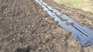 Схема посадки Ежевики