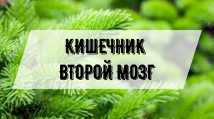 Кишечник второй мозг Вебинар Доктора Тарасевича А Ф о здоровье микробиоты