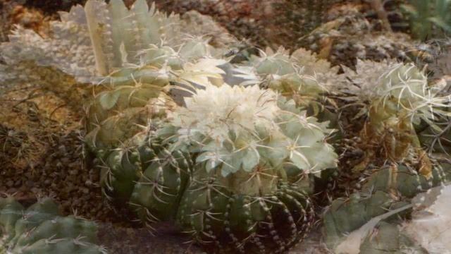 DISCOCACTUS (8 Variedades de cactus) смотреть онлайн
