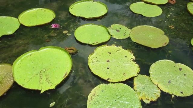 A Trip To Mauritius' Famous Pamplemousses Garden смотреть онлайн