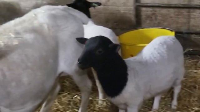 Немецкие Дорперы! Отбор элитных баранов! Разведение домашних овец! Овцеводство смотреть онлайн