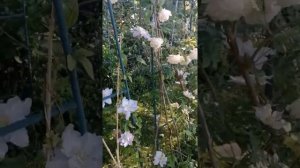 Роза Мадам Альфред Карье и клематисОтправить