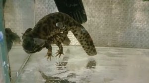 Брачный танец Иглистых тритонов.