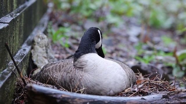 Звуки Фермы-Звуки сельских животных-домашние животные-домашний скот-Farm animals смотреть онлайн