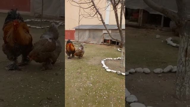 Brama Isabella 1+2 Брама изабелла иван #chicken #куры #товук #tovuqlar #brama #brahma смотреть онлайн