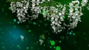 Футаж Весна Footage Spring ProShow Producer