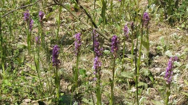 Orchids: Dactylorhiza maculata смотреть онлайн
