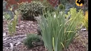 Планирование сада  Ландшафтные хитрости  25