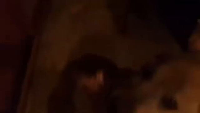 Падение толстянки смотреть онлайн