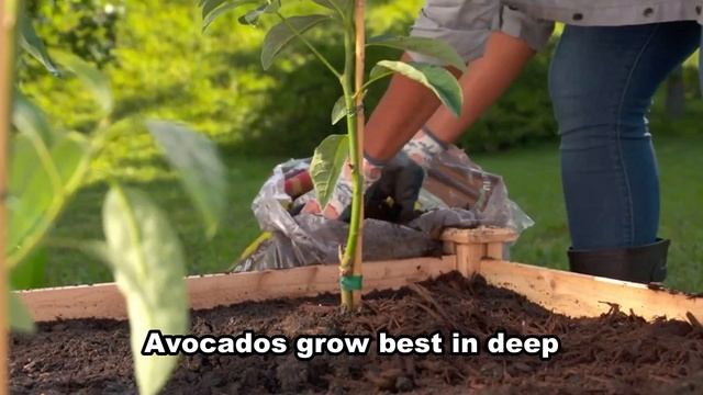 How To Grow, Care and Harvesting Your Own Avocado Tree - Gardening Tips смотреть онлайн