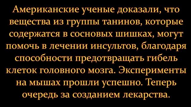 7 фактов о пользе хвойных деревьев смотреть онлайн