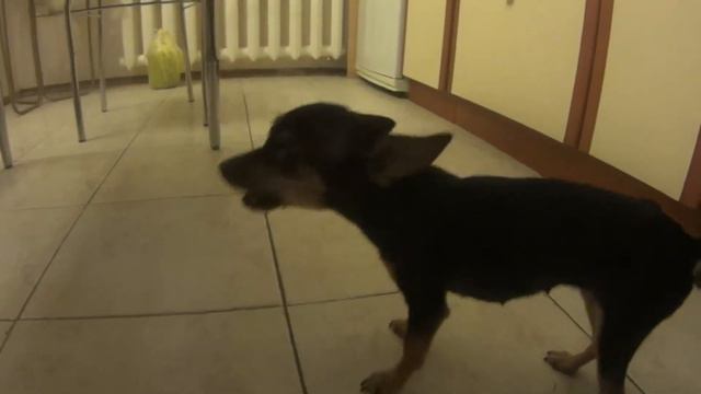 Тесса, злая Собака!!! смотреть онлайн