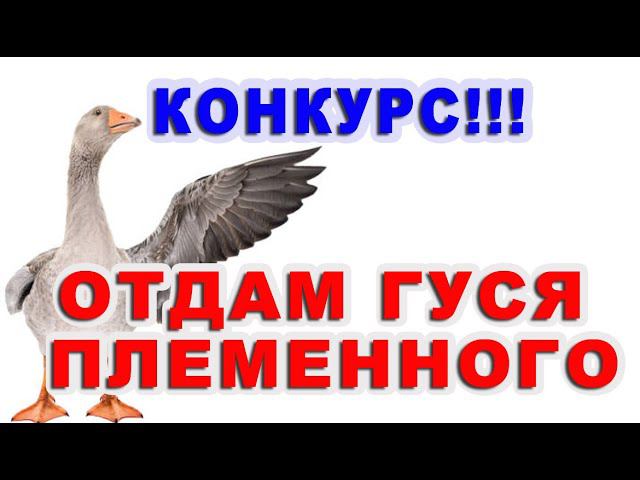 Как гусей объединить в стадо Примут ли гуси пополнение? смотреть онлайн