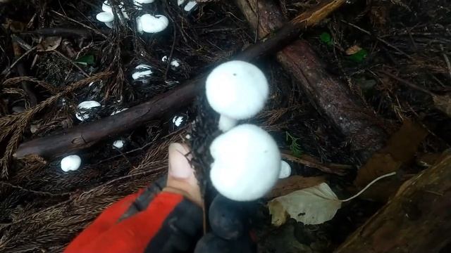 オオワライタケ その他 Gymnopilus junonius and Others смотреть онлайн