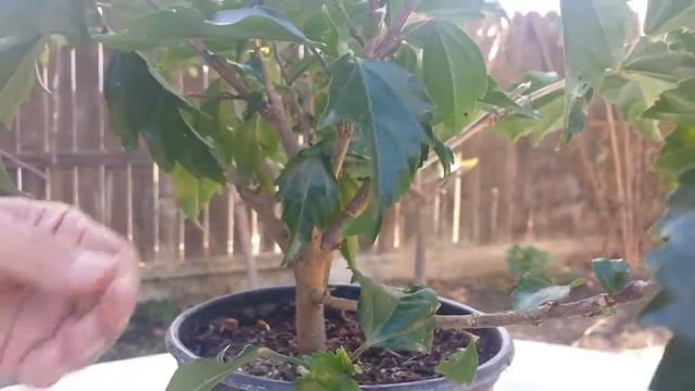 Pink Hibiscus Bonsai Stock 2 смотреть онлайн