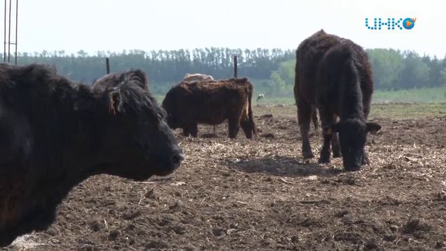 В зарайске развивают животноводство смотреть онлайн