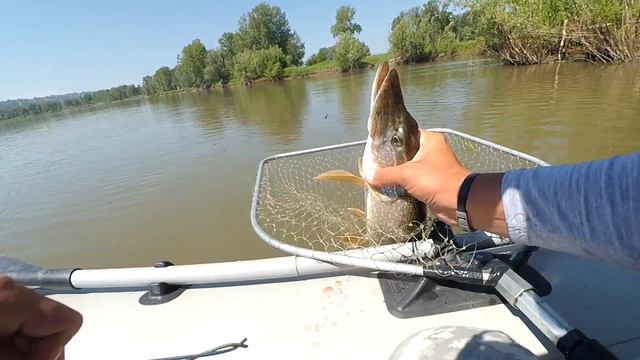 Злые щуки из мутной воды... смотреть онлайн